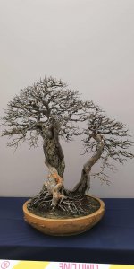 青檀盆景养殖禁忌 养殖青檀盆景需注意的禁忌