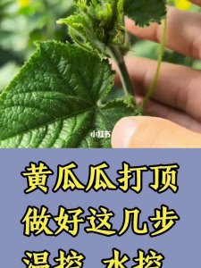 黄瓜要打顶吗 黄瓜需要打顶吗？
黄瓜要顶吗？