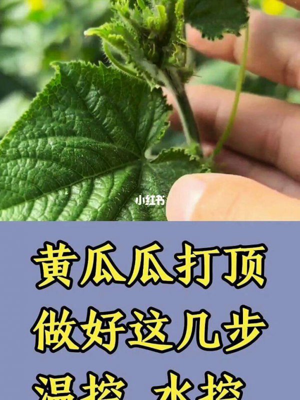 黄瓜要打顶吗