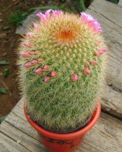 种仙人掌用什么土最好 仙人掌最适合种植在哪种土壤中？