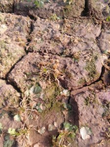 几度能冻死香菜 多冷才能让香菜冻死？