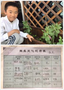 蚕豆几天发芽长出土 蚕豆几天发芽露出新芽