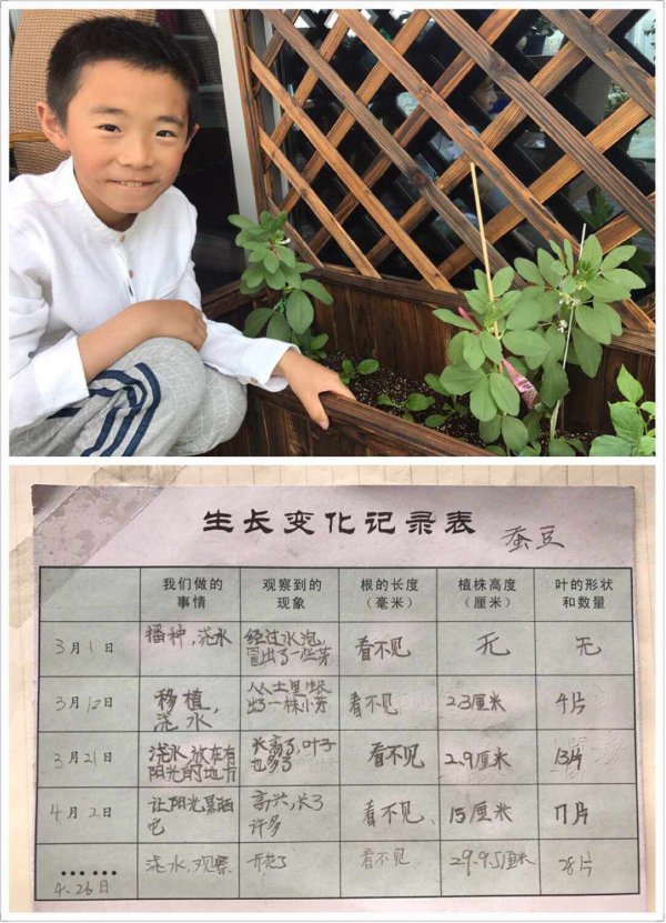 蚕豆几天发芽长出土