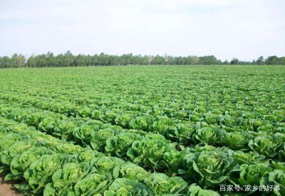 冬白菜几月份种几月收 冬季白菜何时种植何时收获？