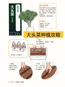 芥菜疙瘩什么时候收获 芥菜疙瘩何时能够采摘？