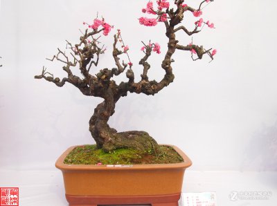 梅花盆景的养殖方法和注意事项 梅花盆景的种植技巧及注意事项
