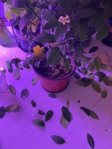 柠檬树最低几度会冻死 柠檬树能承受低至多少温度？