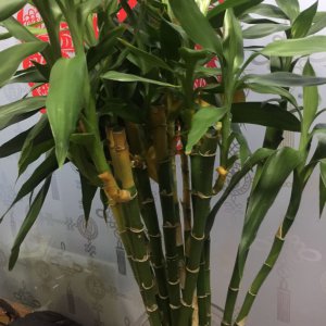 盆景竹子叶子发黄能剪掉吗 盆景竹子叶子变黄是否需要修剪？