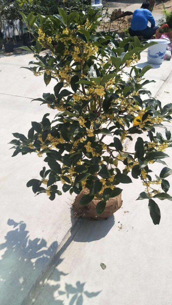 盆栽桂花怎样判断需要浇水了