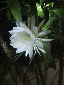 昙花冬季什么时候入室 昙花何时进入室内？