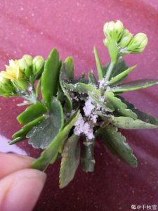 长寿花长白霜怎么治疗 长寿花叶子长白霜该怎么处理？