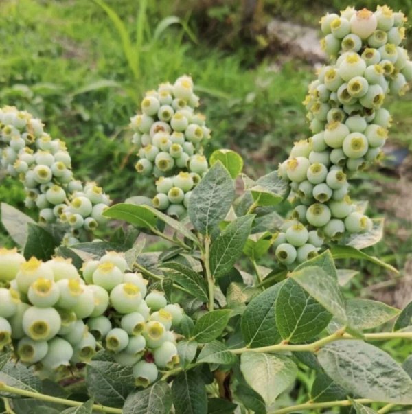 栽种蓝莓苗的最佳时间