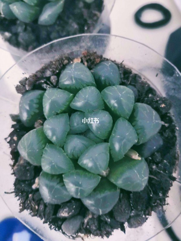 玉露没服盆干瘪了怎么恢复