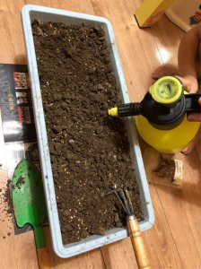 香菜种子可以直接撒在地里吗 香菜种子可以直接播种在土壤中吗？