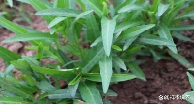空心菜老藤留种技术 空心菜老藤繁殖方法