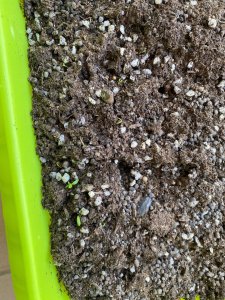 香菜种子没去壳会发芽吗 香菜种子去壳后能否发芽？