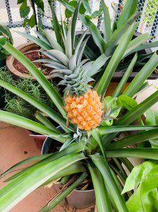 菠萝结完果后第二年还结吗 菠萝果实结果后第二年还会再次结吗？