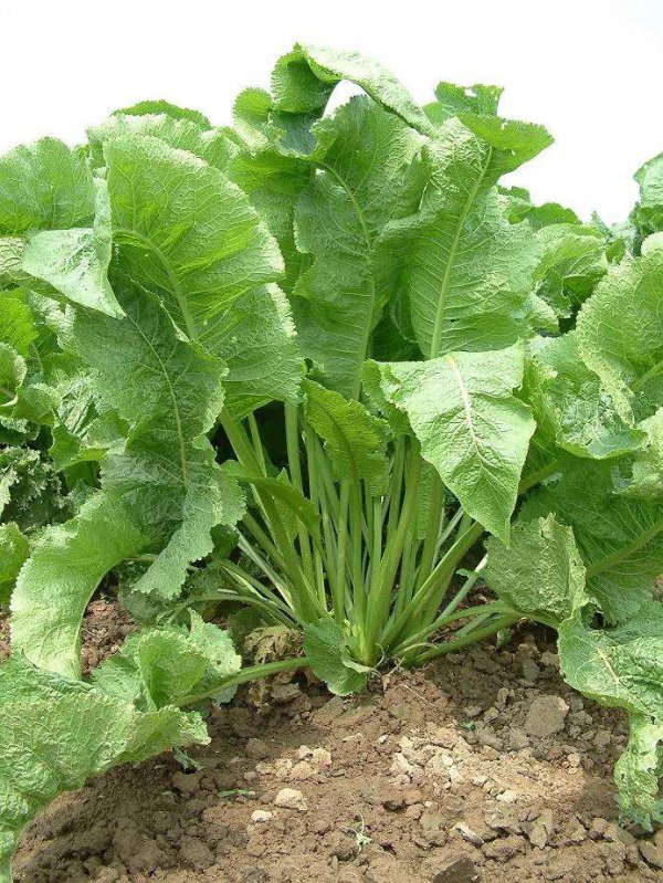 辣根是什么植物