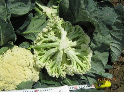 菜花能耐多少度低温 菜花的低温耐受性如何
