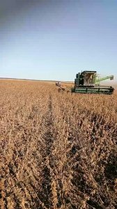 黄豆什么时候收割最合适 黄豆最佳收割时间是什么时候？