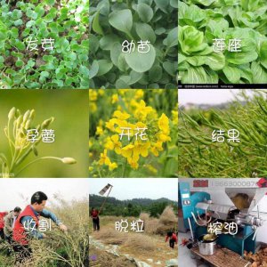 油麦菜生长期多少天 油麦菜生长周期是多长时间？