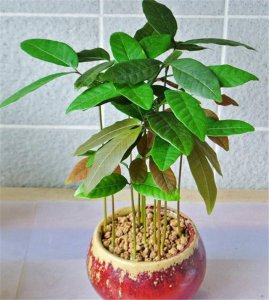 桂圆盆栽种植方法 桂圆盆栽种植指南
桂圆盆栽栽培指南