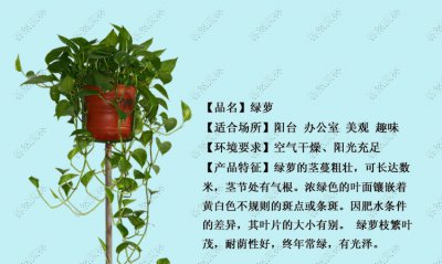 绿萝盆栽的养殖方法和注意事项 绿萝盆栽的种植技巧和养护要点