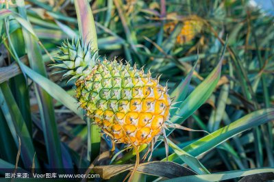 菠萝长在哪里 菠萝生长在什么地方？