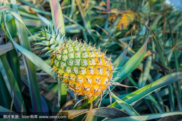 菠萝长在哪里
