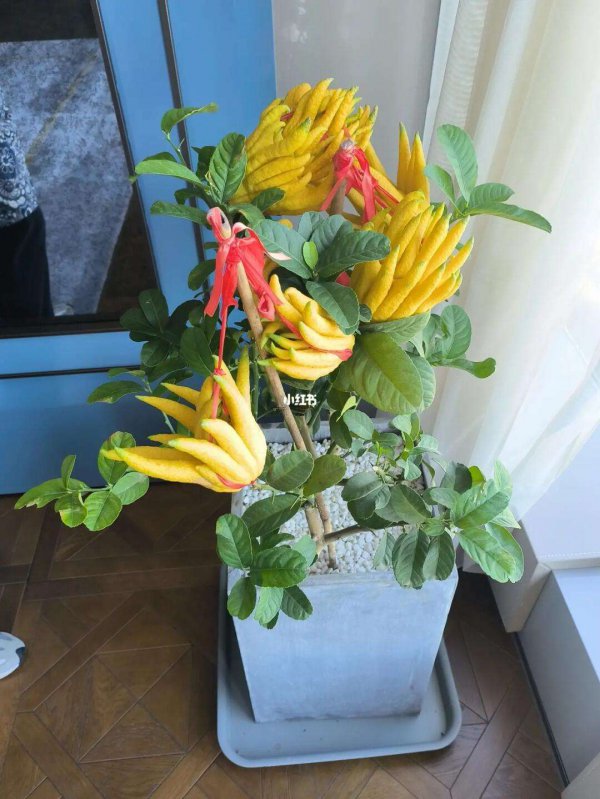 盆栽佛手花的家庭养殖方法