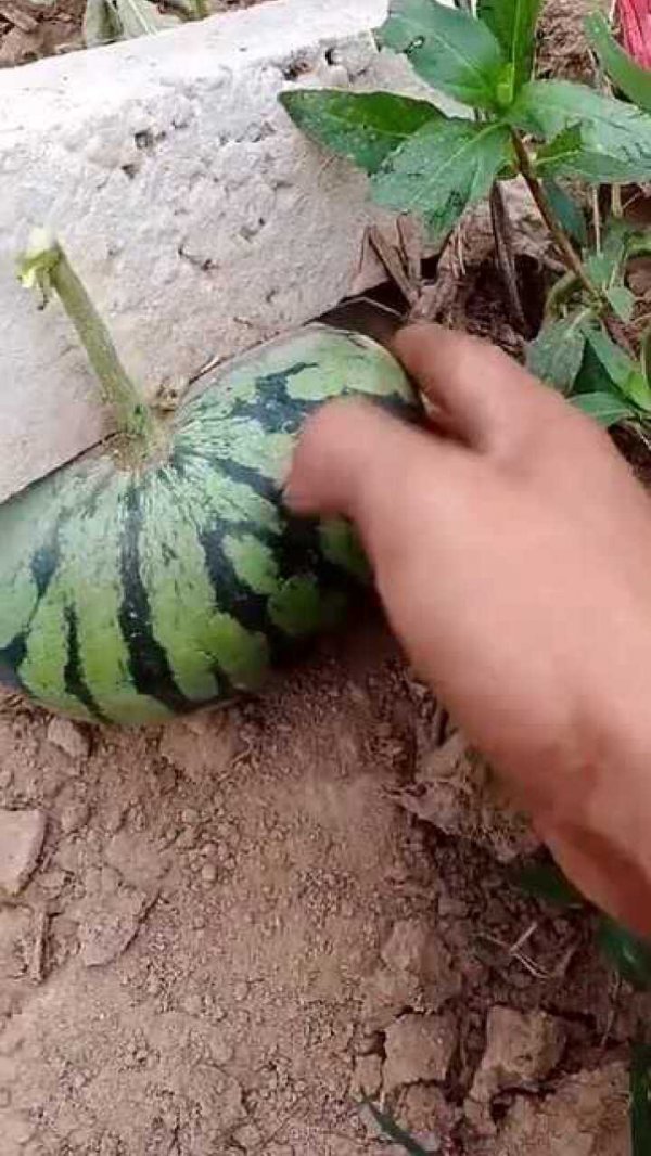 西瓜上面为什么要压一块石头