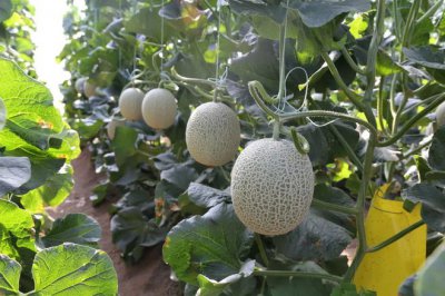 甜瓜露天什么时候种 甜瓜在露天种植的最佳时间是什么？