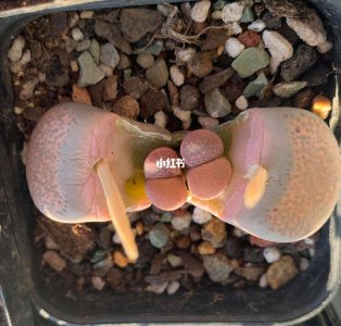 生石花双胞胎能分开吗 生石花双胞胎是否可以分离？