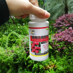杨梅膨果肥用什么肥最好 杨梅最适合施用哪种肥料？