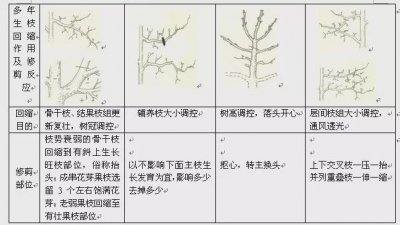樱桃树冬季剪枝方法 樱桃树冬季修剪小窍门