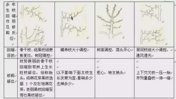 樱桃树冬季剪枝方法