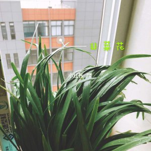 盆栽韭菜花怎么繁殖 盆栽韭菜花如何繁衍？