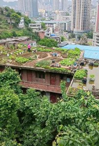 农村自建房楼顶种菜可以吗 农村房顶种菜可行吗？