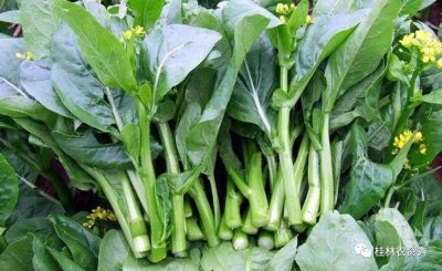 9月份适宜种什么蔬菜 9月最适合种哪些蔬菜