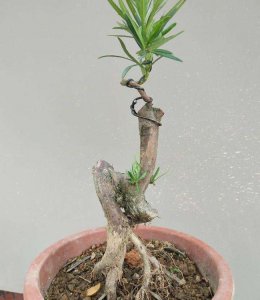 盆栽罗汉松可以用河沙养殖吗 盆栽罗汉松能否使用河沙进行养护？