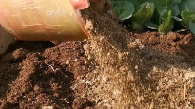 为什么种菜前要翻晒土 为何在种植蔬菜之前需要翻晒土？