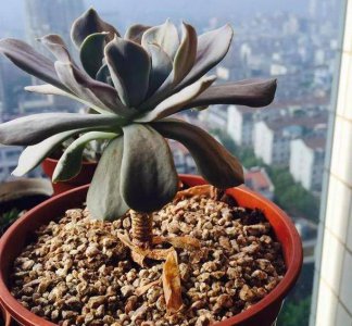 多肉穿裙子是什么情况怎么处理 多肉植物长出叶子怎么处理？
