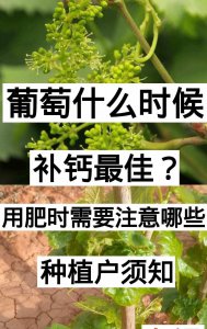 葡萄补钙最佳时间 最佳时间摄入葡萄补充钙量