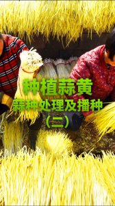 种一亩蒜黄的纯利润 种一亩蒜黄的净收入
一亩种蒜黄的盈利