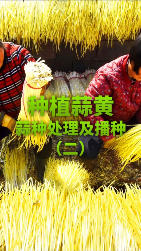 种一亩蒜黄的纯利润