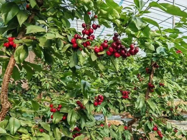 建4亩地樱桃大棚需要多少钱