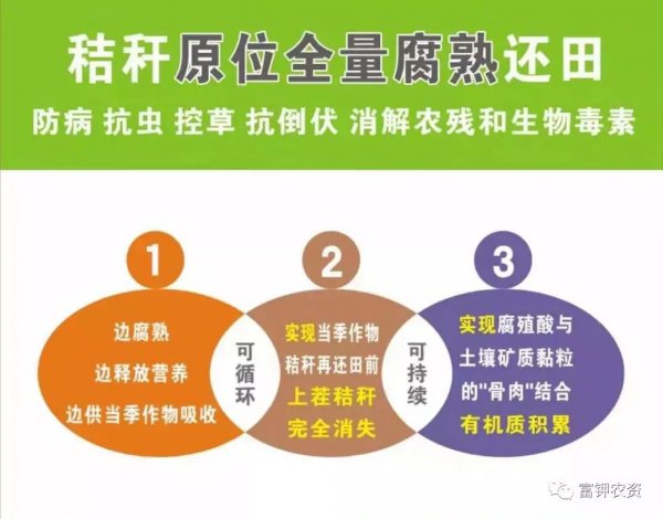 玉米秸秆还田的利弊与解决措施