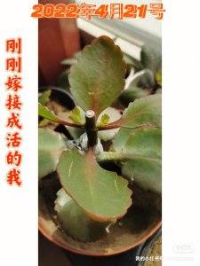 长寿花什么时候开始掐尖打顶 长寿花何时开始修剪控制生长？