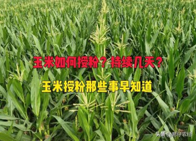 下雨对玉米授粉有影响吗 影响玉米授粉的雨水量是多少？