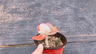 唐印冻伤还有救吗 唐印冻伤治疗方法有哪些？